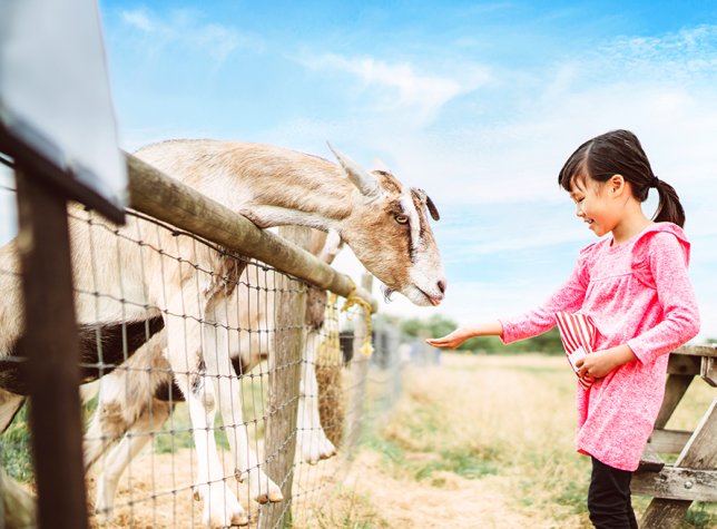 An East Asian girl in a pink dress and black leggings holds out her hand to feed a goat over a fence. 